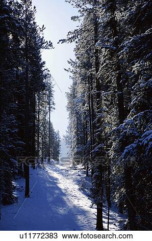 Snow covered pathway View Large Photo Image Stock Image - Snow covered pathway. Fotosearch