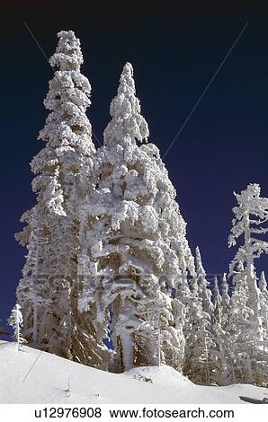 Snow-covered pine trees on Mount Hood View Large Photo Image Stock Photo - Snow-covered pine trees on Mount Hood. Fotosearch