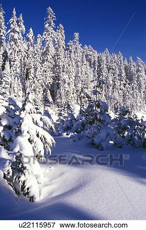 Snow-covered pine trees on Mount Hood View Large Photo Image Stock Photo - Snow-covered pine trees on Mount Hood. Fotosearch