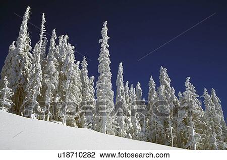 Stock Image - Snow-covered pine trees. Fotosearch