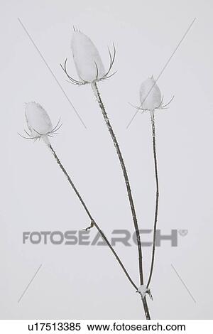Snow covered thistles View Large Photo Image Stock Photography - Snow covered thistles. Fotosearch