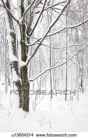 Snow landscape View Large Photo Image Picture - Snow landscape. Fotosearch