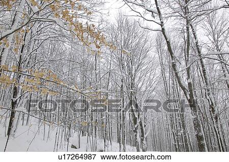 Snow Landscape View Large Photo Image Stock Photo - Snow Landscape. Fotosearch