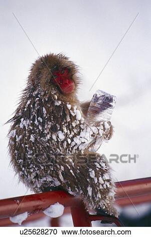 Snow monkey holding water bottle View Large Photo Image Stock Image - Snow monkey holding water bottle. Fotosearch