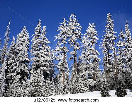 Snow on Fir Trees. View Large Photo Image Stock Photography - Snow on Fir Trees.. Fotosearch