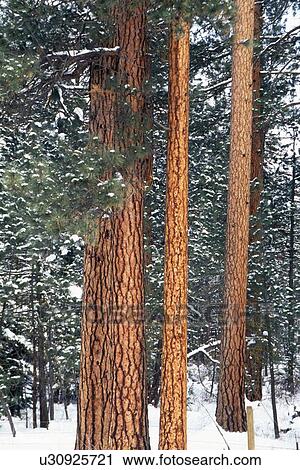 Snow on ponderosa pine trees View Large Photo Image Stock Image - Snow on ponderosa pine trees. Fotosearch