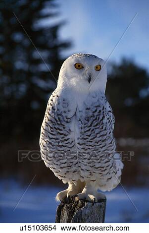 Snowy Owl on tree stump. View Large Photo Image Picture - Snowy Owl on tree stump.. Fotosearch