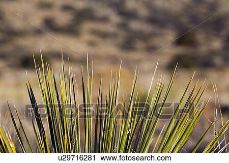 Soaptree yucca View Large Photo Image Stock Image - Soaptree yucca. Fotosearch
