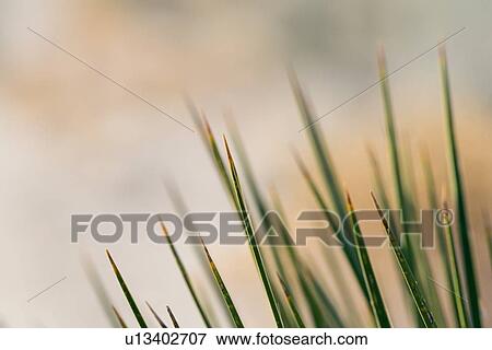 Soaptree yucca View Large Photo Image Stock Photo - Soaptree yucca. Fotosearch
