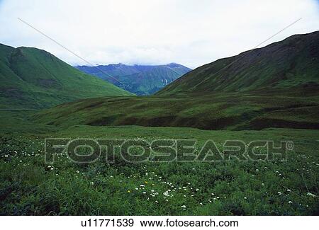 Spring meadow at Hatcher Pass. View Large Photo Image Stock Photo - Spring meadow at Hatcher Pass.. Fotosearch