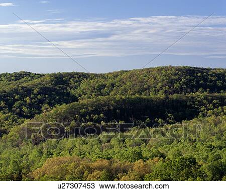 Spring trees on hillside, Great Smoky Mountains National Park View Large Photo Image Stock Image - Spring trees on hillside, Great Smoky Mountains National Park. Fotosearch