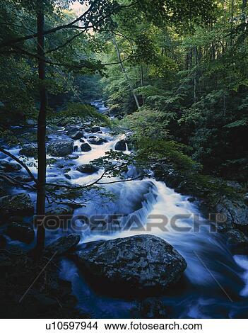 Stream in motion, boulders, forest trees, late summer, Tremont, Great Smoky Mountains National Park View Large Photo Image Picture - Stream in motion, boulders, forest trees, late summer, Tremont, Great Smoky Mountains National Park. Fotosearch
