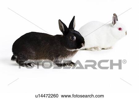 studio shot, three rabbits, three bunnies View Large Photo Image Stock Image - studio shot, three rabbits, three bunnies. Fotosearch