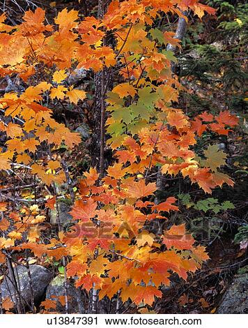 Stock Image - Sugar maple leaves in autumn colors. Fotosearch