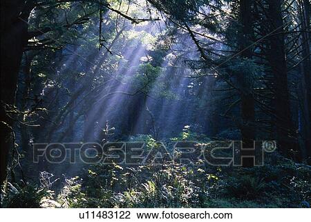 Sun beams through fog and forest trees View Large Photo Image Stock Image - Sun beams through fog and forest trees. Fotosearch