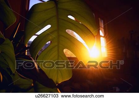 Stock Image - Sun behind philodendron leaf. Fotosearch