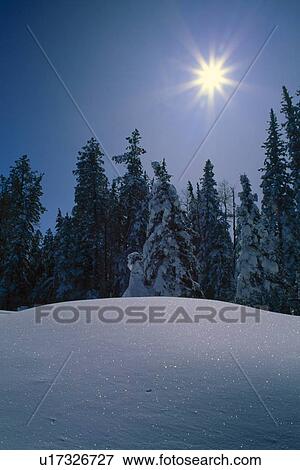 Sunburst over coniferous forest View Large Photo Image Stock Photo - Sunburst over coniferous forest. Fotosearch