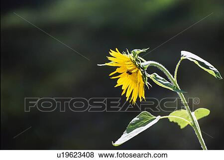 Stock Photo - Sunflower blossom. Fotosearch