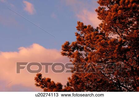 Stock Image - Sunset resting on a pine tree. Fotosearch