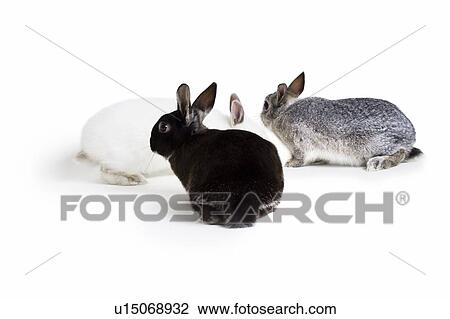 Three bunny rabbits View Large Photo Image Stock Image - Three bunny rabbits. Fotosearch