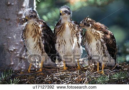 Stock Image - Three Cooper's Hawk fledglings in nest. Fotosearch
