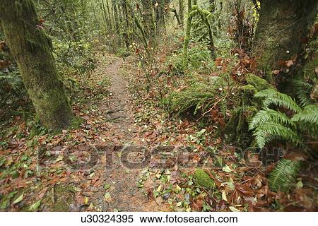 Stock Photography - Trail covered in leaves. Fotosearch