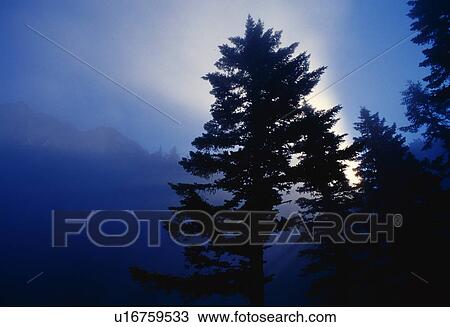 Tree silhouette in fog. View Large Photo Image Stock Image - Tree silhouette in fog.. Fotosearch