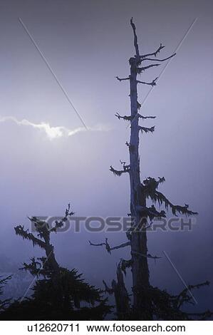 Treetops in fog View Large Photo Image Stock Image - Treetops in fog. Fotosearch