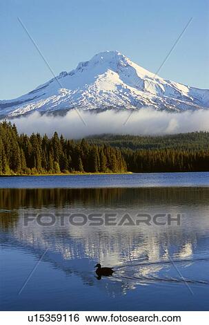 Stock Photograph - Trillium Lake with Mount Hood reflection, Mount Hood National Forest. Fotosearch