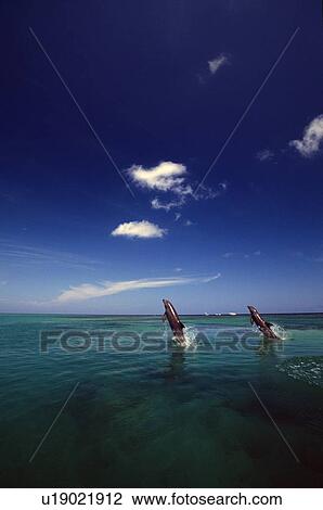 Stock Image - Two bottlenose dolphins dancing across water on tails, Caribbean Sea. Fotosearch