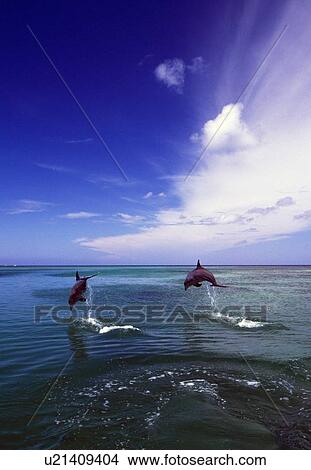 Picture - Two bottlenose dolphins leaping out of water, Caribbean Sea. Fotosearch