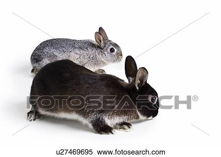 Two Easter Bunny Rabbits View Large Photo Image Stock Photography - Two Easter Bunny Rabbits. Fotosearch
