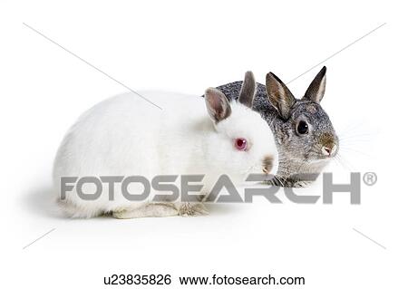 Two rabbits View Large Photo Image Stock Photograph - Two rabbits. Fotosearch