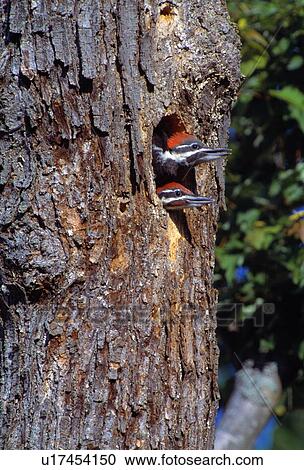 Stock Image - Two young woodpeckers poking out of tree. Fotosearch