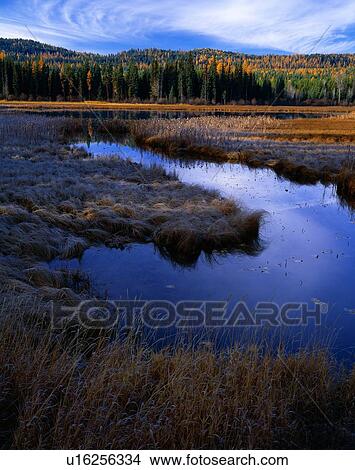 Picture - Wetlands near Seeley Lake, Swan Valley. Fotosearch