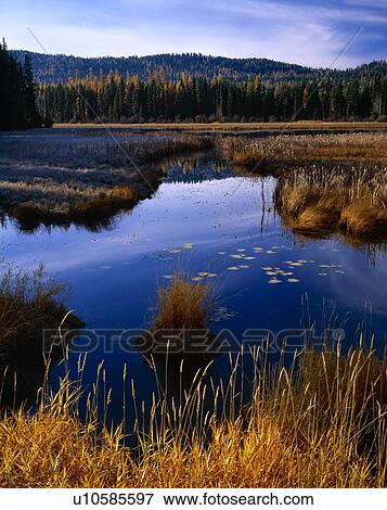 Stock Photo - Wetlands near Seeley Lake, Swan Valley. Fotosearch