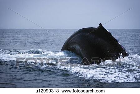 Stock Photo - Whale in motion. Fotosearch