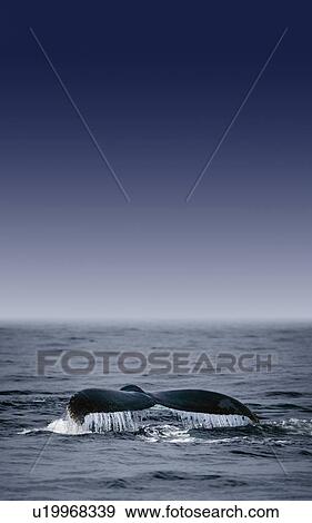 Stock Photo - Whale's Fluke. Fotosearch