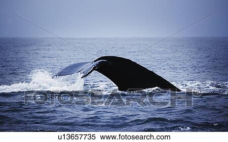 Whale's tail View Large Photo Image Stock Photography - Whale's tail. Fotosearch