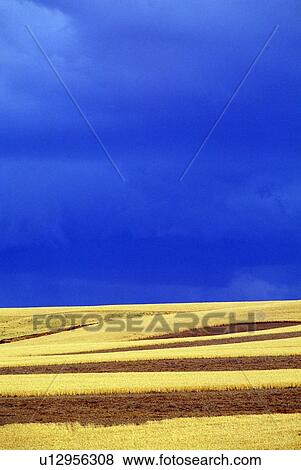 Stock Photo - Wheat field, sky. Fotosearch