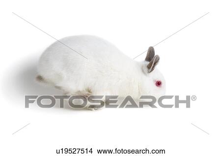 White rabbit View Large Photo Image Picture - White rabbit. Fotosearch
