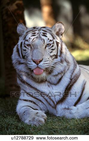 Stock Photo - White tiger. Fotosearch