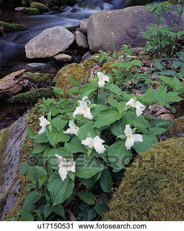 White trillium flowers by rocky stream View Large Photo Image Stock Image - White trillium flowers by rocky stream. Fotosearch