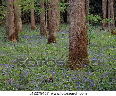 Stock Photo - Wild Blue Phlox Amongst the Trees. Fotosearch