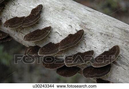 Wild mushrooms growing View Large Photo Image Picture - Wild mushrooms growing. Fotosearch