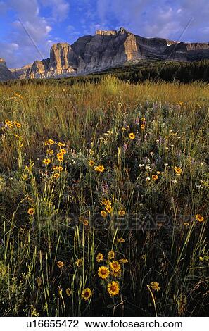Wildflowers at Two Dog Flats, Glacier National Park View Large Photo Image Stock Image - Wildflowers at Two Dog Flats, Glacier National Park. Fotosearch