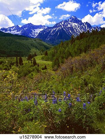 Wildflowers, Mount Sneffels, Uncompaghre National Forest View Large Photo Image Picture - Wildflowers, Mount Sneffels, Uncompaghre National Forest. Fotosearch