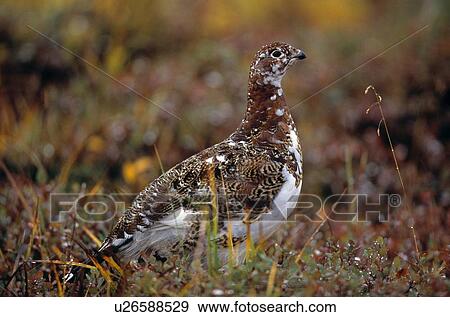 Willow ptarmigan View Large Photo Image Stock Photo - Willow ptarmigan. Fotosearch