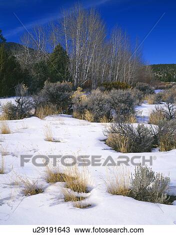 Stock Image - Winter landscape in Great Basin National Park. Fotosearch