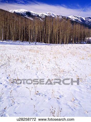 Winter landscape, San Isabel National Forest View Large Photo Image Stock Image - Winter landscape, San Isabel National Forest. Fotosearch
